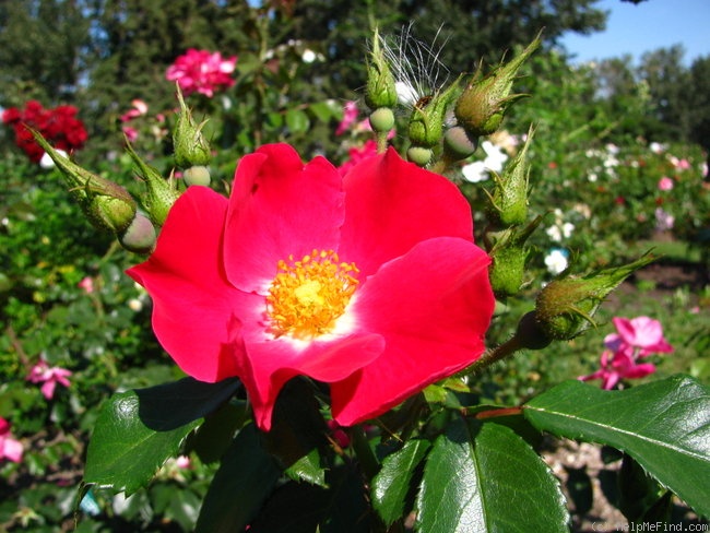 'Prairie Celebration' rose photo