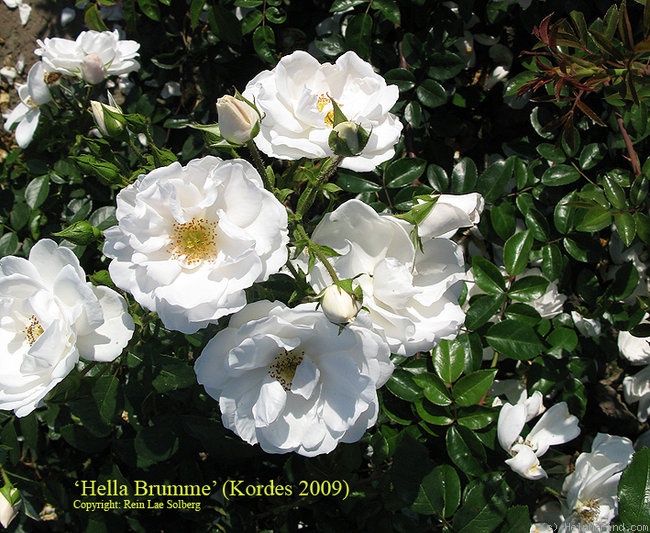 'Hella (climber, Kordes, 2003)' rose photo