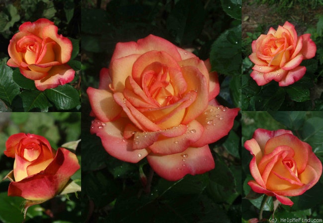 'Rittertum' rose photo