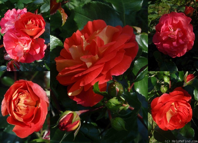 'Brothers Grimm Fairy Tale ™' rose photo