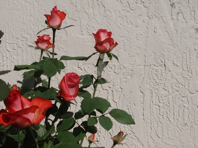 'Raphaela ®' rose photo