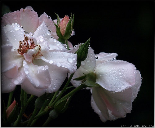 'Bolero (climber, Olesen, 1998)' rose photo