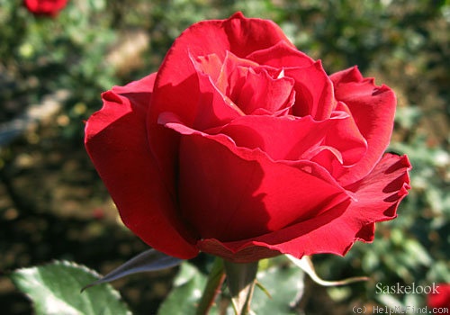 'Kanpai' rose photo