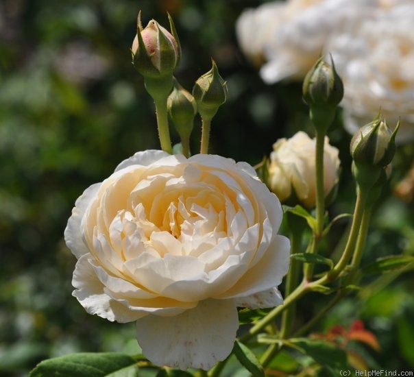 'Windermere (shrub, Austin, 2007)' rose photo