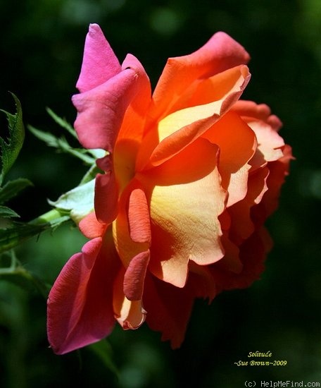 'Solitude ™ (grandiflora, Olesen 1991)' rose photo