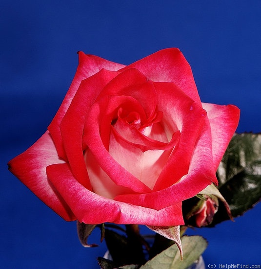 'Magic Show' rose photo