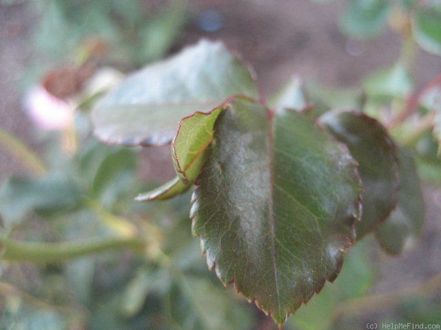 'Golden Globe' rose photo