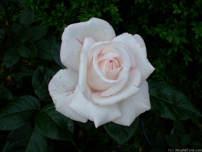 'Royal Copenhagen ®' rose photo