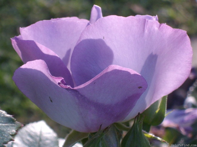 'Blue For You (Floribunda, James, 2001)' rose photo
