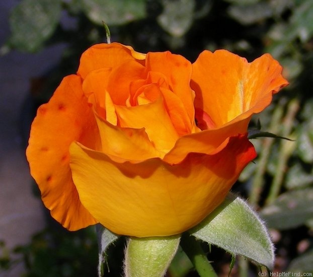'Sunny Side Up' rose photo