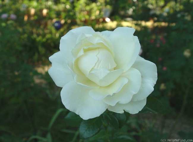 'Home and Family ™' rose photo