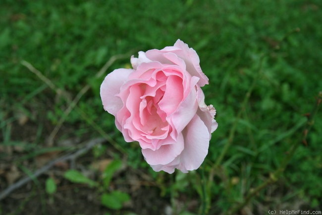 'Almandet' rose photo