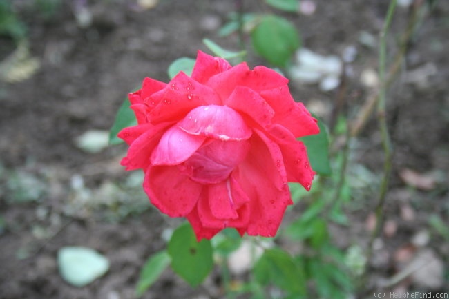 'Annirose' rose photo