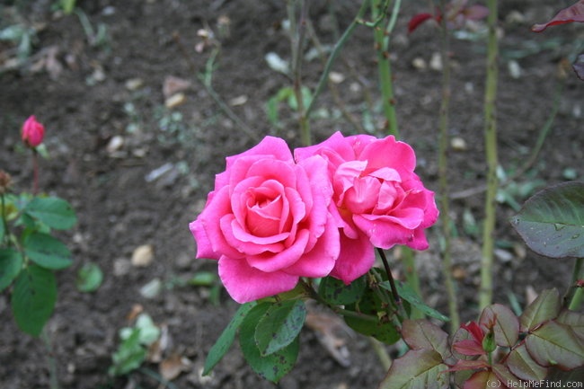 'Estelle (hybrid tea, Croix, 1974)' rose photo