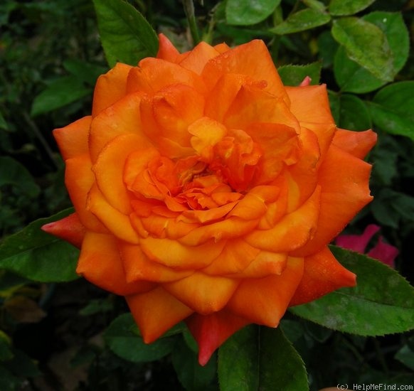 'Veldfire' rose photo