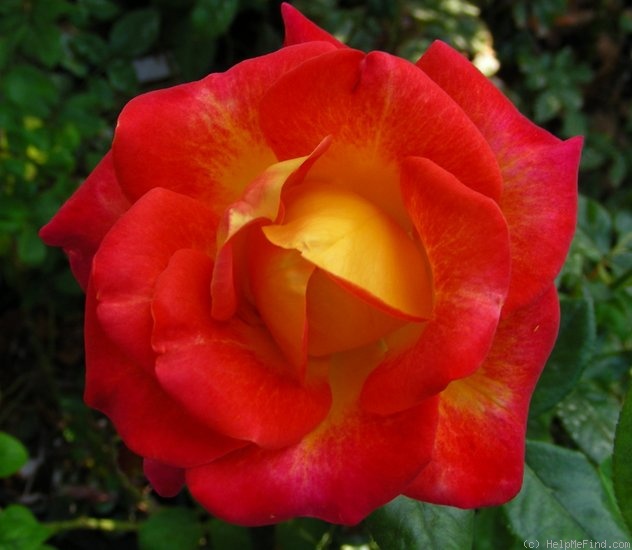 'Bolchoï ® (hybrid tea, Meilland, 2000)' rose photo