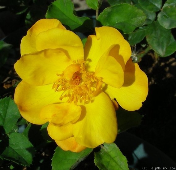 'Sunglow (mini-flora, Wells 2007)' rose photo