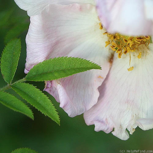 'R. roxburghii normalis' rose photo
