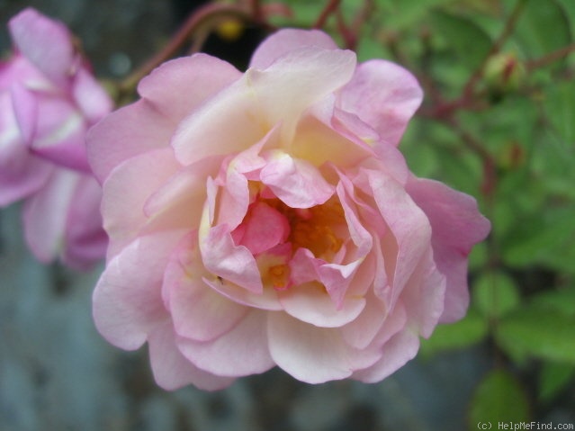 'Twins' rose photo