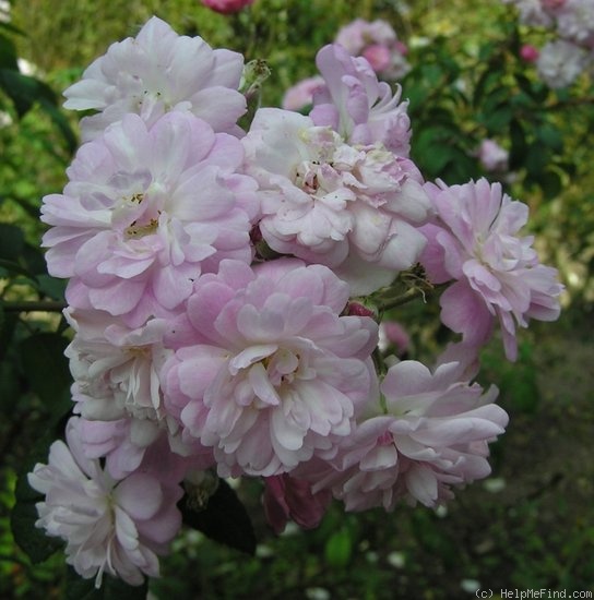 'R. wichuraiana X Ballerina' rose photo