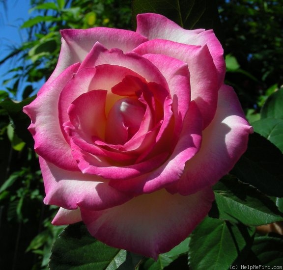 'Lynn Anderson' rose photo