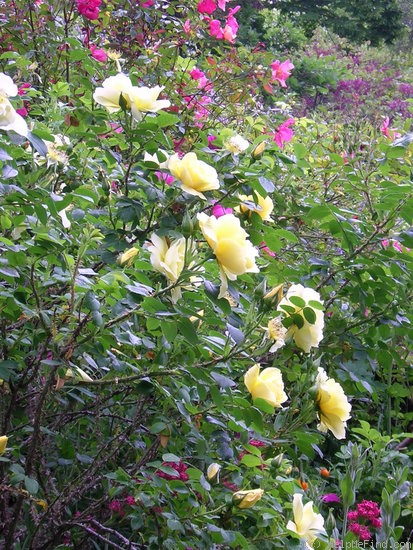 'Yellow Dagmar Hastrup' rose photo