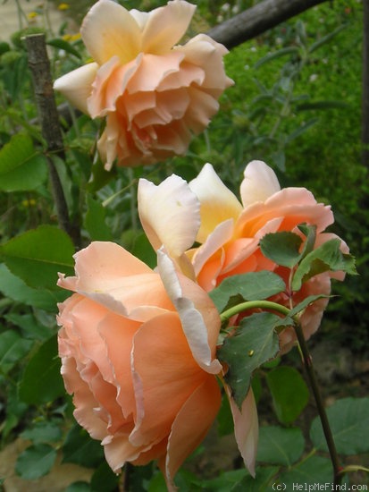 'Just Joey (Hybrid Tea, Cants, 1972)' rose photo