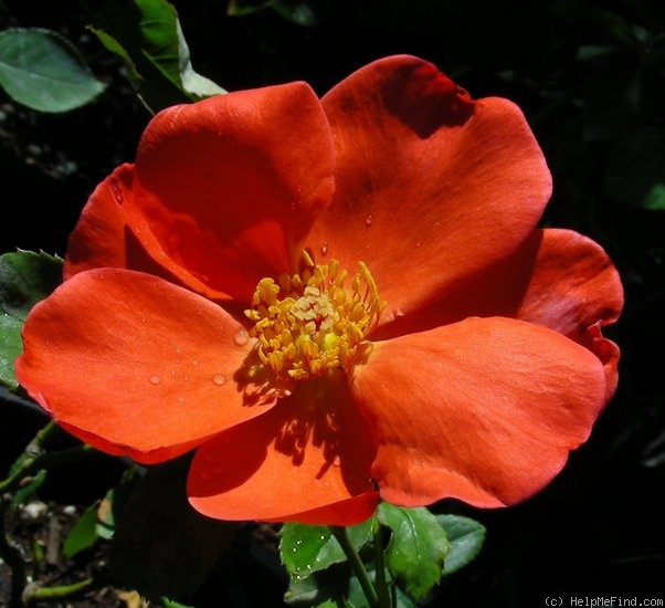 'Christine (climber, Clements, 1998)' rose photo