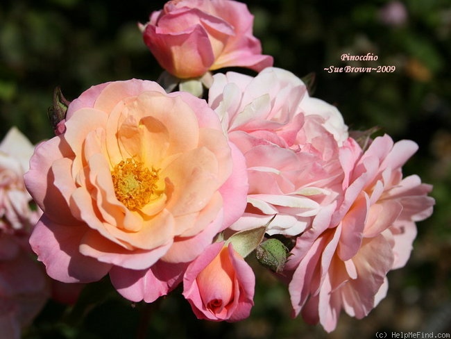 'Pinocchio (floribunda, Kordes, 1940)' rose photo