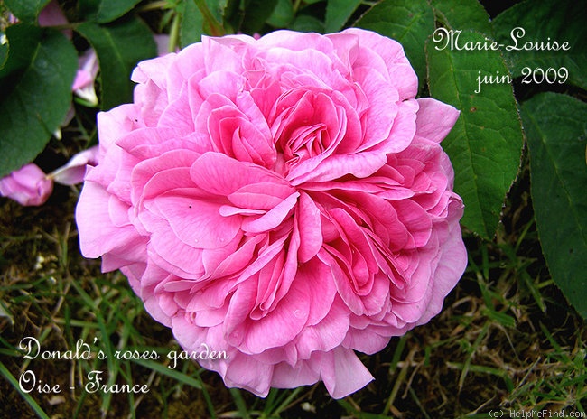 'Marie Louise (Damask, Haghen, by 1810)' rose photo