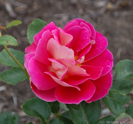 'Forty-niner' rose photo