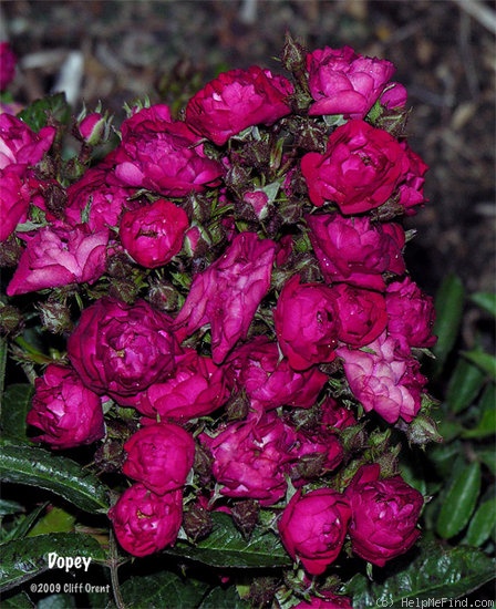 'Dopey' rose photo