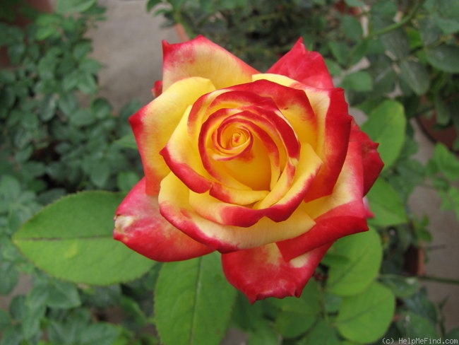 'Abby's Angel' rose photo