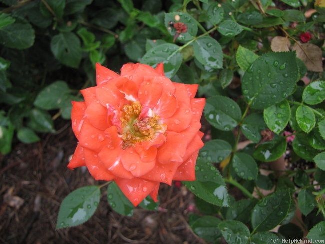 'Heartland' rose photo