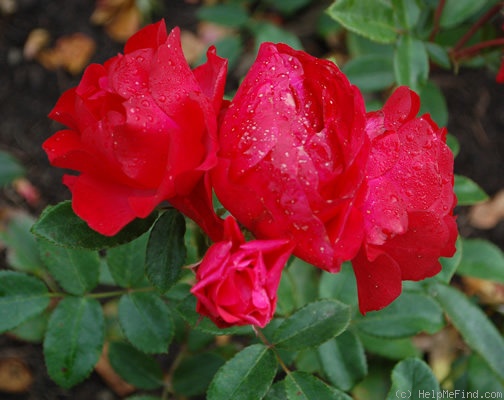 'Prinses Mathilde' rose photo