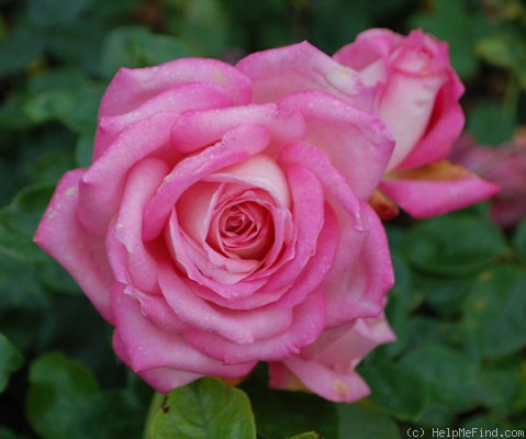 'Silver Lining (hybrid tea, Dickson, 1958)' rose photo