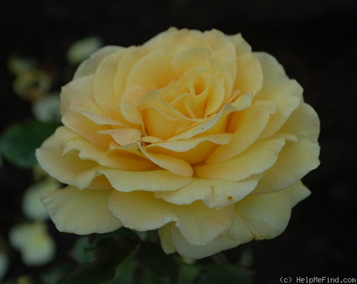 'Thalia (hybrid tea, Lens, 1973)' rose photo