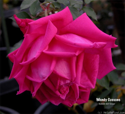 'Wendy Cussons' rose photo