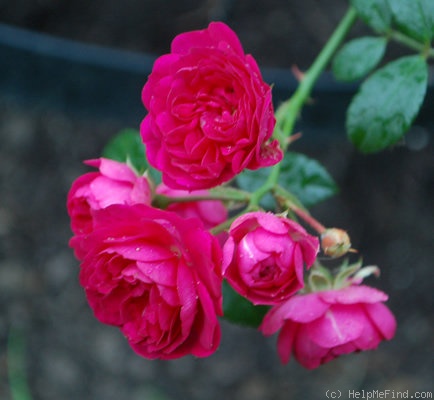'Crimson Shower' rose photo