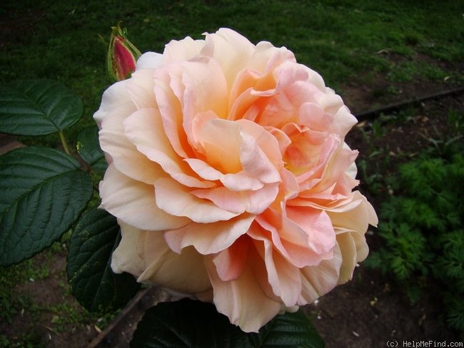 'Vanguard (hybrid rugosa, Stevens 1932)' rose photo