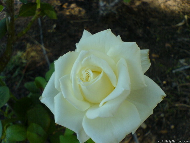 'Tineke' rose photo