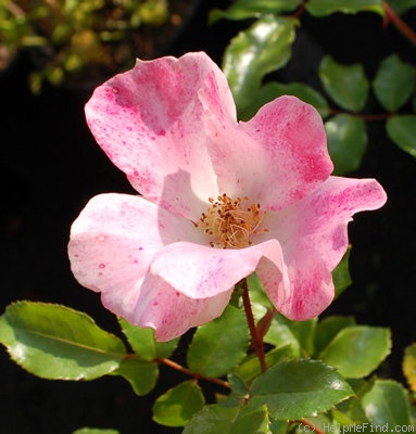 'My Wild Irish Rose' rose photo