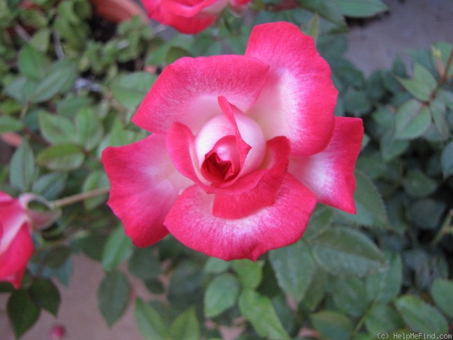 'Hilde ™' rose photo