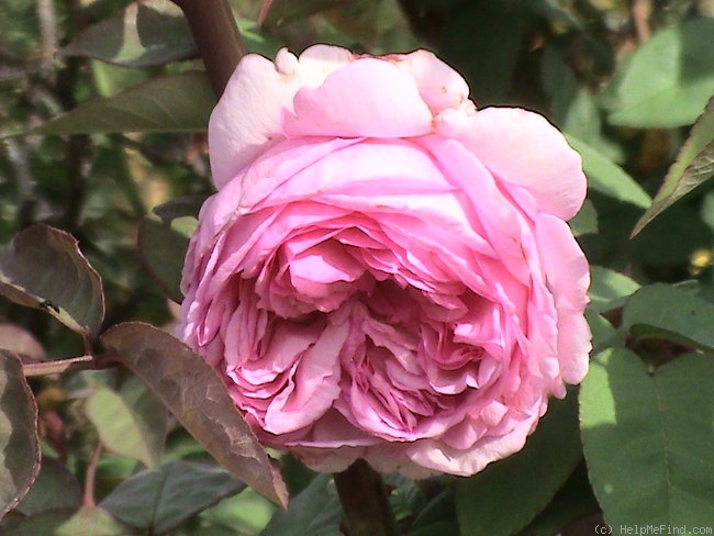 'George Cuvier' rose photo