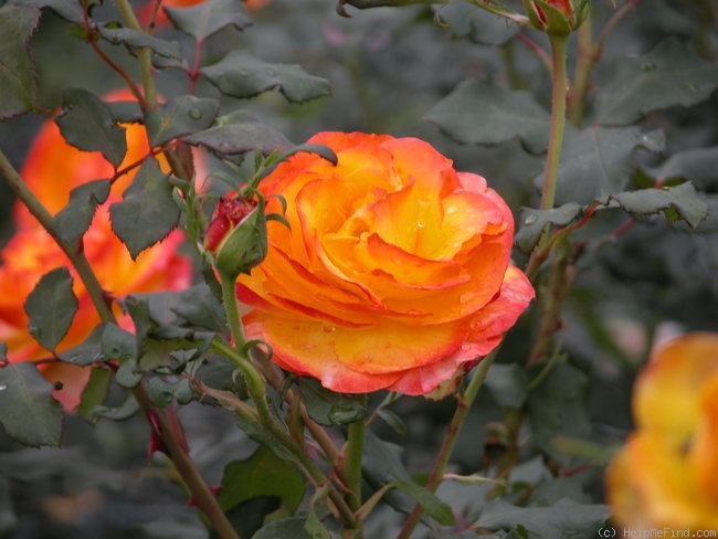 'Etna ® (La Saulaie)' rose photo