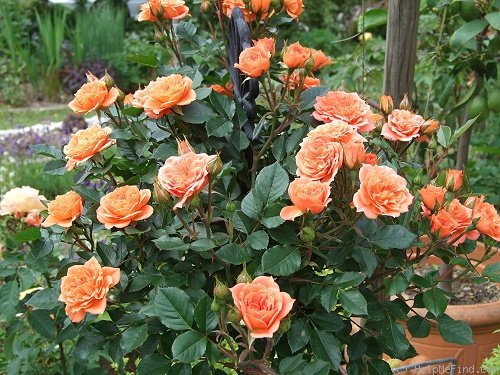 'Ninetta ® (Patio rose, Tantau, 2005)' rose photo