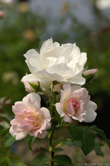 'Grand Parcours' rose photo
