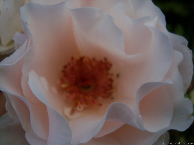 'Baroness Marie Velge' rose photo