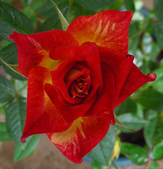 'Glowing Amber ™' rose photo