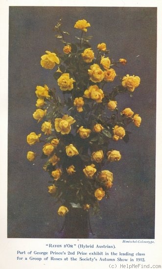 'Rayon d'Or (Pernetiana, Pernet-Ducher, 1909)' rose photo